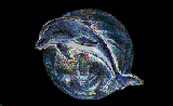 Dolphin Image